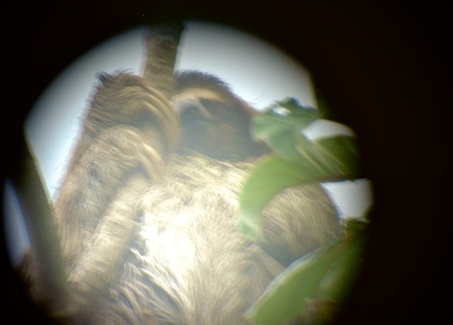sloth